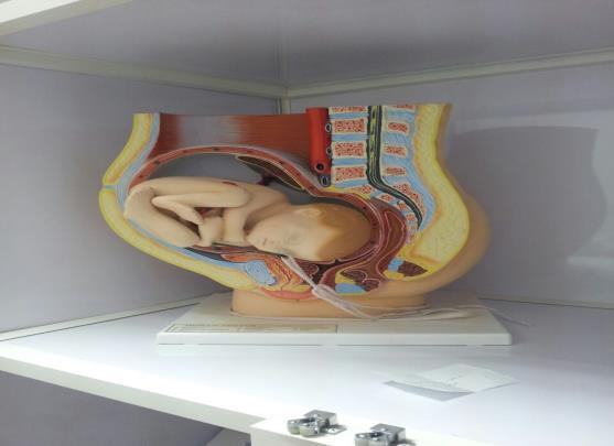 سادس ا معمل الن ساء والت ولي د Maternity nursing equipment Equipment birthing