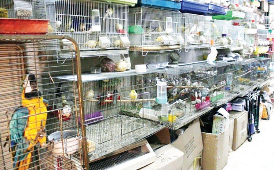 محليات 5 الطيور في سوق األهدل.