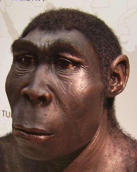او لهومواريكتس في متحف المانيا A reconstruction of Homo erectus