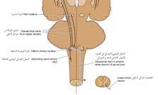 القابض و يثبط الباسط (معاكس للجاذبية) - السبيل الزيتوني الشوكي Olivo spinal Tract -