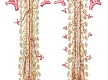األقسام األمامية والجانبية شريانان شوكيان خلفيان posterior spinal arteries - ضمن الثلم الجانبي الخلفي (في كل جھة) - يروي