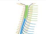 األولى - أرق من سحايا الدماغ (طبقة سحائية واحدة) العصبالشك الشوكي تتمادى بأغلفة كة الشوكية, تستمر حتى العقدة - ت - المسافة