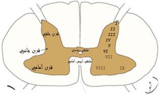 األمامي والخلفي (بين منشأ الجذر الحركي ومدخل الجذر الحسي) -حبل جانبي (وحشي) posterior (dorsal) funiculus بين القرن الخلفي (مدخل الجذر الحسي ( والثلم الخلفي الناصف -حبل