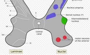 horn الخلفي --القرن - مدخل الجذور الحسية يشاھد فيه من الخارج للداخل: - النواة الظھرية الھامشية Dorsomarginal nucleus (منطقة ليساور, I) - مادة ھالمية (منطقة روالندو,