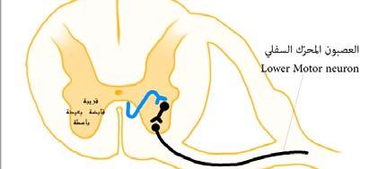 النخاع الشوكي الرمادية المادة -القرن األمامي Anterior horn - تخرج منه األلياف الحركية - خاليا حركية كبيرة وصغيرة (الحقة اة حجابية) ومركزية كزة (باسطة بعيدة) ووحشية شة ) (قابضة ققريبة) مجموعات إنسية -