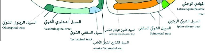 Cortico spinal i -السبيل القشريالشك الشوكي : ال في الحبال الجانبية السبل الحركية خارج الھرمية :extra