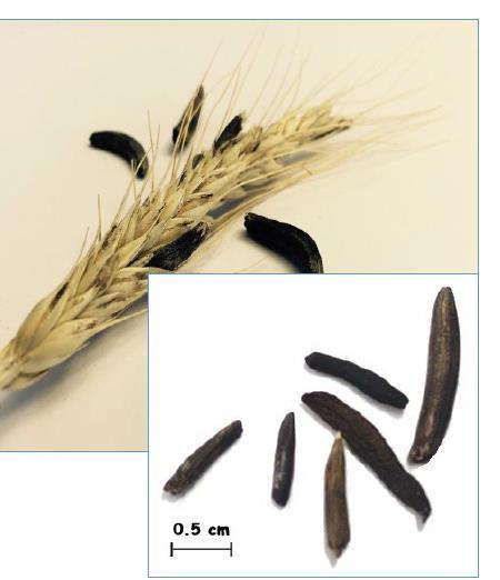 Ergot Ergot is a fungal disease of cereal grasses, especially rye, caused by species of the ascomycete fungus claviceps.