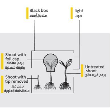 ي To investigate the effect of light on the growth of plant shoots, three shoots were used under different conditions as shown in the apparatus setup below.