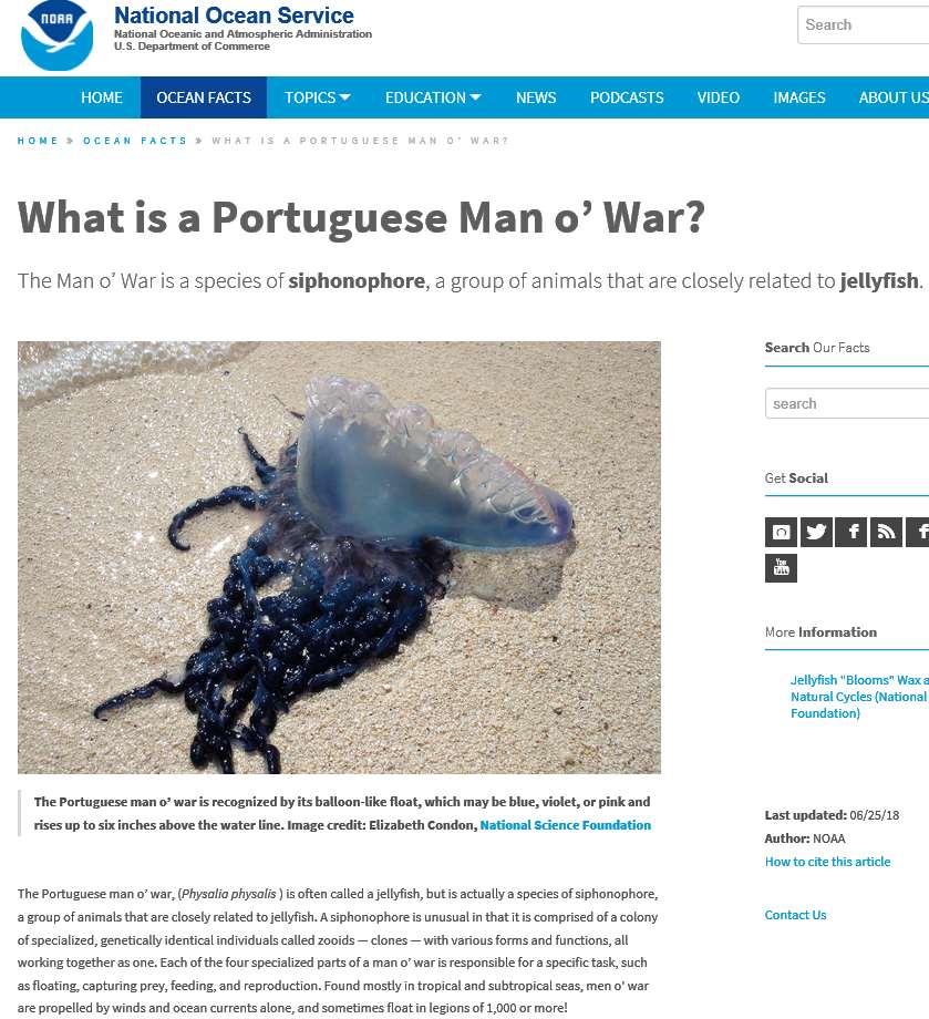 https://oceanservice.noaa.gov/facts/portuguese-man-o-war.