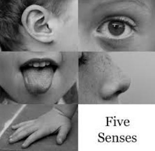 5 senses available to a human