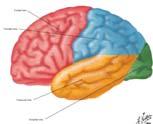 تقسمه لفصوص lobes Sulcus على الدماغ ثالثة أثالم رئيسية (شقوق) األثالم الرئيسية : جانبي, مركزي, جداري قفوي