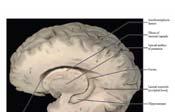 Lingual gyrus (أيضا دفعات بصرية) تلفيف جانب حصيني Para hippocampal ينتھي