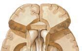 hippocampus كتلة رمادية في قاع القرن السفلي (الصدغي) للبطين الجانبي رأس