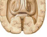 الجسم الح ل مي mammillary body التلفيف المسنن Dentatus Gyrus في عمق تلفيف