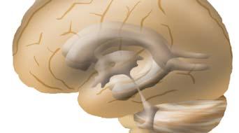 البطينات الدماغية Ventricules خزانات للسائل الدماغي الشوكي في عمق الدماغ بطينان جانبيان: - بطين في كل نصف كرة مخية -لكل بطين قرن أمامي(جبھي) وقرن خلفي(قذالي) وقرن سفلي (صدغي) بطين ثالث على الخط