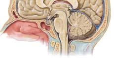 l corpus pallidum الجسم الشاحب incertaو تحت المھاد (الوطاء) Hypothalamus