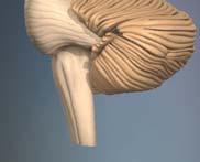 النخاع الشوكي Spinal cord -من القسم الذيلي للقناة العصبية, يحافظ على تنظيم شدفي أثناء التطور, محاط بطبقات السحايا الثالث, 30 غ -تمادى