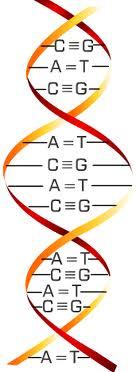 أن ترتيب القواعد النيتروجينية في الحمض النووي هو المحدد لنوع البروتين ونعرف ATGيكون ترتيبها في ب ( ) ATA في DNA ( TAC GGC عندما يكون الشريط أ الشفرة الوراثية.