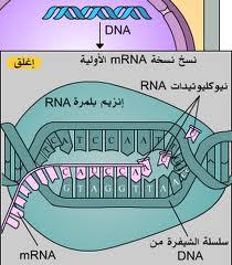 يدخل في تركيب الريبوسومة التي تشكل مراكز بناء البروتينات فدوره الثالث rrna : يحلل الشفرة الوراثية.
