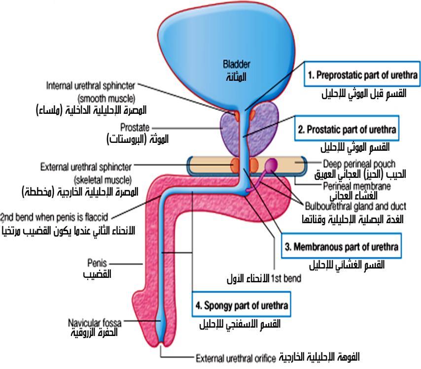 .5 االحليل األنثوي Female Urethra