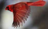 التكاثر الالجنسي والتكاثر الجنسي الجزءالسابع اجمل الطيور فى العالم ومصنوعات الرب - طائر الكاردينال االحمر يعيش طائر الكاردينال في امريكا الشمالية وشرق الواليات المتحدة وجنوب كندا و جزيرة هاواي الكبرى