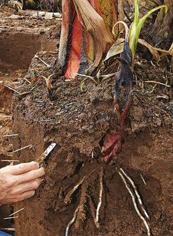 زوملا تابن ءازجأ فصو ىرذجلا عومجملا Roots : جرخت روذجلا ىلع ةمروكلا ةداع نيتعومجم, ةعومجملا ىلولأا ىهو روذج ةيسأر جرخت ءزجلا ىلفسلا ةمروكلا ومنتو ايسأر ىلإ لفسأ دتميو ضرلأا مس 80 قمعب ابيرقت هتمهمو