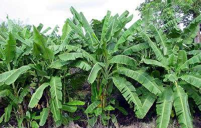 زوملا تابن ءازجأ فصو قارولأا Leaves : بكرتت ةقرو زوملا اساسأ ةثلاث ءازجأ ةيسيئر ىه دمغلا قنعلاو لصنلاو أدبيو نيوكت ةقرولا ةمق قاسلا ةيقيقحلا )ةمروكلا( مث ومنت ىلعلأ ةيمحم دعاوقب قارولأا ةريبكلا ىتح