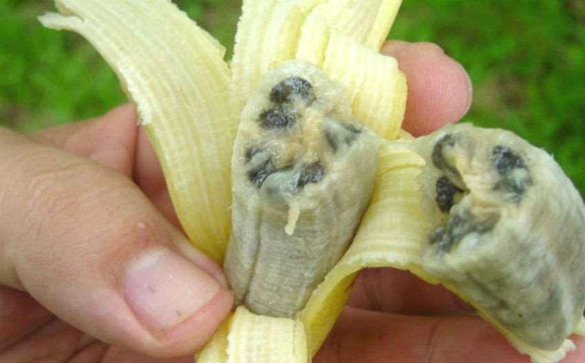 Fruits of wild-type bananas have numerous large,