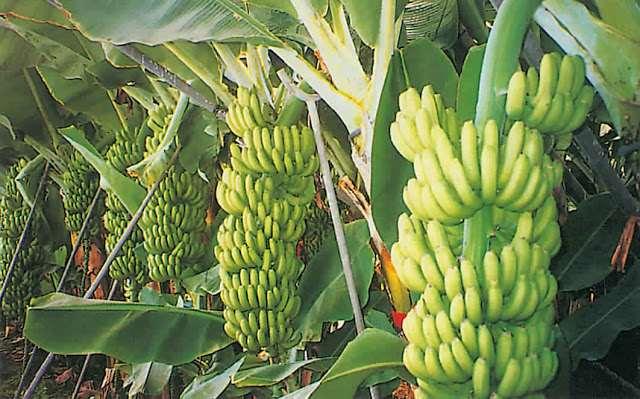 Mature banana (Musa