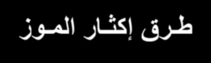 زوملا راثكإ قرط 3 - تامروكلا Rhizomes or corms ىهو قاسلا ةيقيقحلا تابنل زوملا دجويو اهيلع معارب ةيبناج لضفيو ةعارز تامروكلا تاتابنل مل رهزت دعب عرزتو هذه تامروكلا لتشملاب دعب عطق قاسلا ةبذاكلا ىلع
