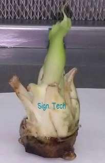 خضريا