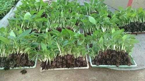 إكثار الموز خضريا