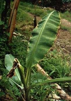 أمراض الموز Banana Diseases الذبول