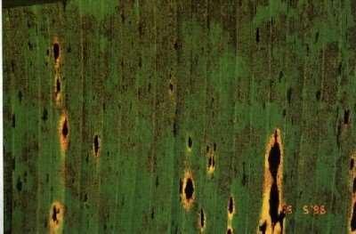 Banana Diseases زوملا ضارمأ قارولأا تاعقبت باصت قاروأ زوملا ديدعلاب تايرطفلا ىتلا ىدؤت ىلإ ثادحإ تاعقبت