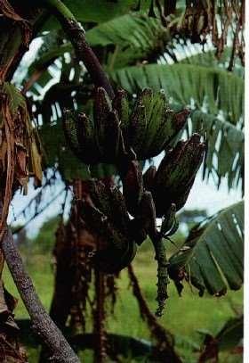 أمراض الموز Banana Diseases عفن محور السباطة : تؤدى الجروح الحادثة على محور سباطة الموز الناتجة من احتكاك السنادة بالمحورأو الخدوش الناتجة من الرياح المحملة بالرمال إلى إصابة المحور بالعديد من