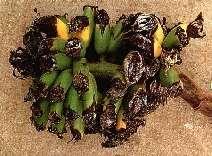 أمراض الموز Banana Diseases أعفان ثمار الموز تصاب ثمار الموز فى مراحل وها المختلفة بالحقل بالعديد من المسببات المرضية التى تؤدى إلى تعفنها عند حدوث الجروح