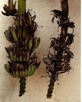 أمراض الموز Banana