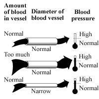 الوعاء الدموي Vessel vasodilators تلف األندوت ل وم إنتاج مقبضات