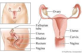 1 الباطنة 611611616 1611611611616 المبيض Ovary / Ovarium / Oophoron هو غدة جنسية أنثوية مزدوجة بيضوي الشكل مضغوط من الجانبين.