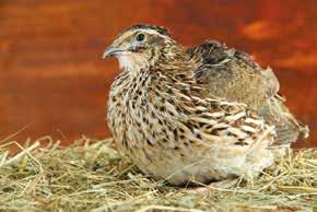 Macro and micronutrients are balanced for breeding and growing birds at different life stages, ensuring the objectives of maximizing early growth and meat or