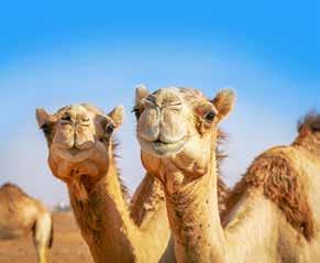 Camel Range علف جمل بادئ Camel Calf Builder علف جمال عليقة حافظة Camel Browser Foundation علف نوق التربية والتوالد Camel Breeder