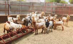 الا بل ٢٠ كغ 20kg يتم تركيب أعلاف الا بل من اجريڤيتا لتوفير التغذية السليمة لدورة حياة الا بل.