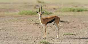 Sheep/Goat Range علف غنم بادئ ١٨ Ovine Starter 18% علف غنم أقراص (نامي) ١٣ Sheep Feed (Growing) 13% علف غنم أقراص (تسمين) ١٥ Sheep Feed