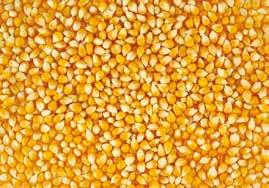 Ruminants Feed علف المجترات أعلاف المجترات من اجريڤيتا تحتوي على كافة العناصر الغذاي ية الا ساسية والتي تلبي المتطلبات الغذاي ية لا غلب الحيوانات التي تمتلكها في عزبتك/مزرعتك من ضمنها الا غنام والا