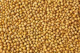 Agrivita Ruminants Feed contains all the essential nutrients that fulfill the nutritional requirements for most of the animals in your Izba/Farm including Sheep, Camel and Cattle - giving you Quality