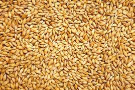 المواد الخام المعالجة Processed Raw Materials سبوس مخلوط بالحبوب Mixed Grain and Wheat Bran سبوس مخلوط ماكس Mixed Grain MAX ممتاز سبوس مخلوط بالحبوب Mumtaz Mixed Grain and Wheat Bran شعير أسترالي