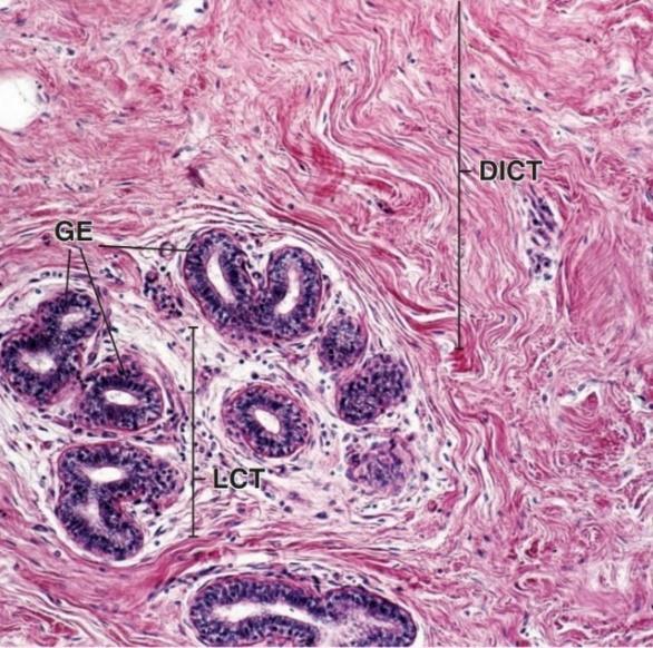 10 النسيج الض ام علم األنسجة 1 1 Histology السالم عليكم و رحمة اهلل و بركاته نكمل معكم اآلن محاضرتنا باستئناف الحديث عن النسيج Pdf Free Download