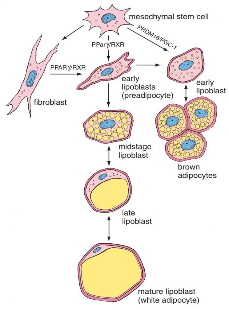 10 النسيج الض ام علم األنسجة 1 1 Histology السالم عليكم و رحمة اهلل و بركاته نكمل معكم اآلن محاضرتنا باستئناف الحديث عن النسيج Pdf Free Download