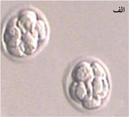 وازيهمكاران وسریهمجیدیقر غ ٦ ش ش ث ؼج.