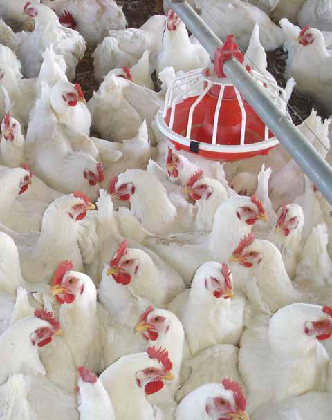 OtherSolutions 35 40 Poultry Farms Heating Systems We found that the heating and operation of poultry farms consume a lot of energy in addition to the difficulty in obtaining stable power